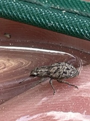 Floresianus sordidus