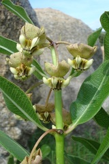 Pachycarpus asperifolius