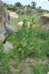 Pachycarpus asperifolius