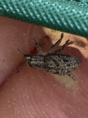 Floresianus sordidus