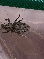 Floresianus sordidus