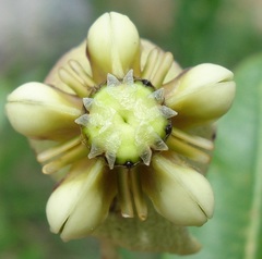 Pachycarpus asperifolius