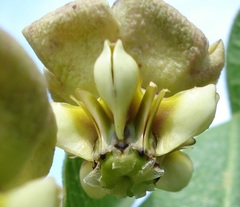 Pachycarpus asperifolius