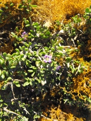 Lycium decumbens