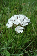 Aspidoglossum albocoronatum