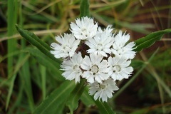 Aspidoglossum albocoronatum