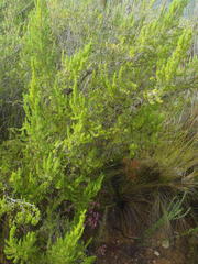 Cliffortia paucistaminea australis