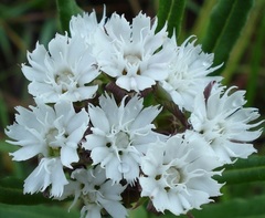Aspidoglossum albocoronatum