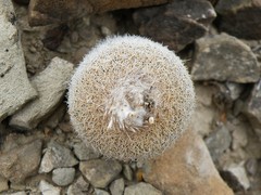 Epithelantha greggii polycephala