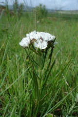 Aspidoglossum albocoronatum