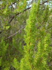 Cliffortia paucistaminea australis