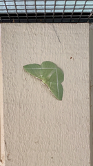 Dichorda illustraria