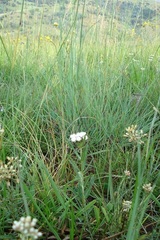 Aspidoglossum albocoronatum