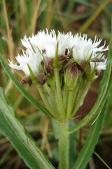 Aspidoglossum albocoronatum