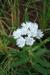 Aspidoglossum albocoronatum