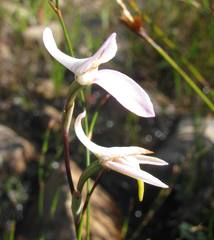Disa bifida