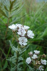 Aspidoglossum albocoronatum
