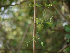 Rubia cordifolia