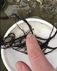 Gracilaria chilensis