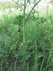 Peucedanum alsaticum
