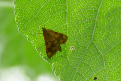 Pyrausta phoenicealis