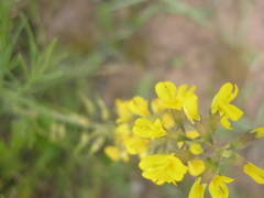 Lebeckia