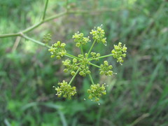 Peucedanum alsaticum