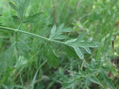 Peucedanum alsaticum