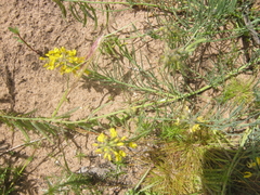 Lebeckia