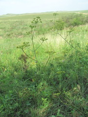 Peucedanum alsaticum