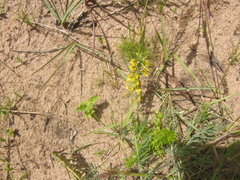 Lebeckia