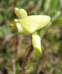 Disperis villosa