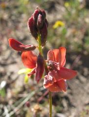Indigofera psoraloides