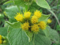 Inula thapsoides