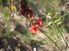 Indigofera psoraloides