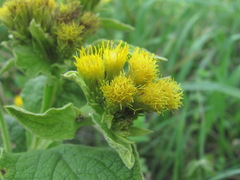Inula thapsoides