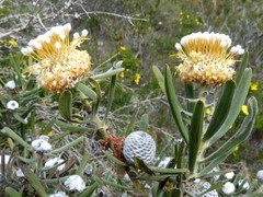 Isopogon sphaerocephalus