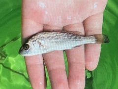 Umbrina cirrosa