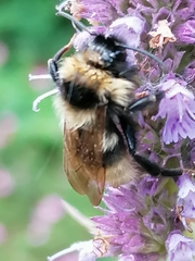 Bombus campestris