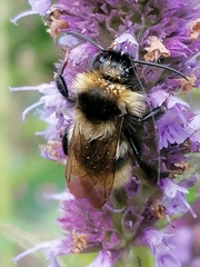 Bombus campestris