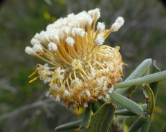 Isopogon sphaerocephalus