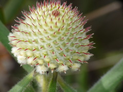 Isopogon sphaerocephalus