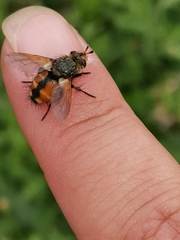Eudoromyia