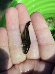 Umbrina cirrosa