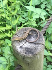 Takydromus tachydromoides