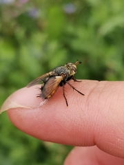 Eudoromyia