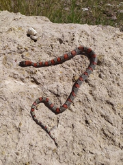 Lampropeltis mexicana
