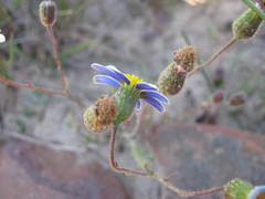 Senecio paarlensis