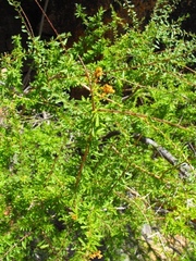 Antherothamnus pearsonii