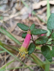 Correa reflexa speciosa